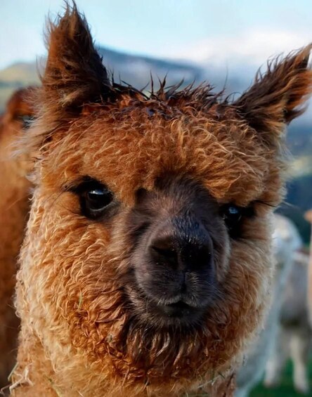 Picture 4 for Activity From Christchurch: Akaroa & Alpaca Farm Tour with Lunch 4