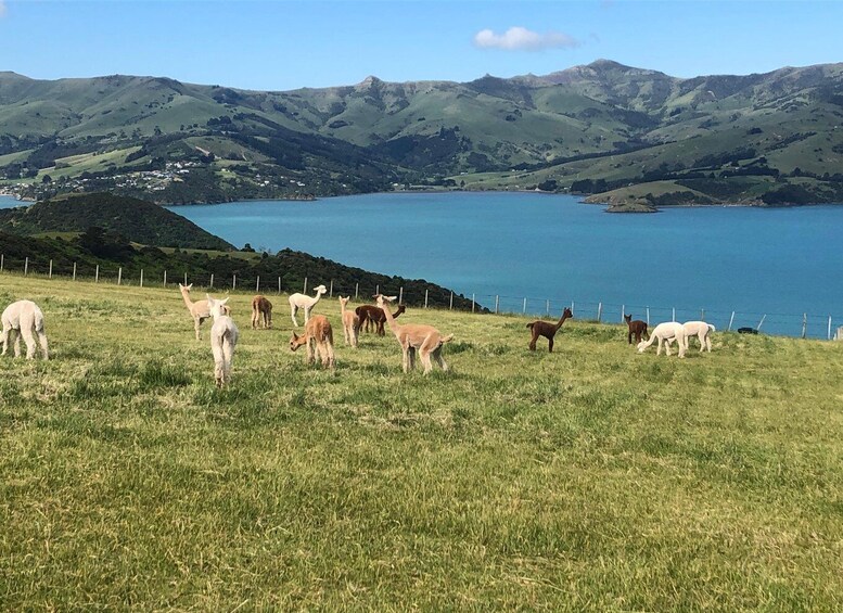Christchurch: Akaroa & Alpaca Farm Tour with Lunch 4
