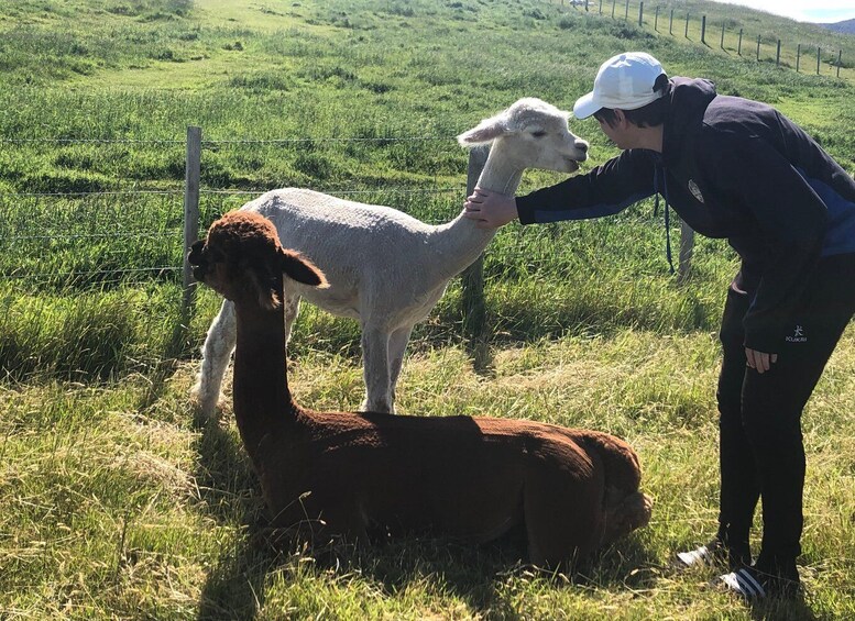 Picture 1 for Activity Christchurch: Akaroa & Alpaca Farm Tour with Lunch 1