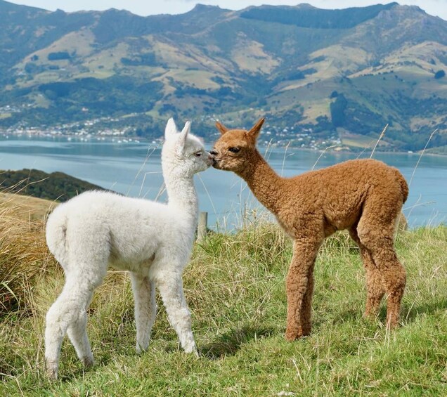 From Christchurch: Akaroa & Alpaca Farm Tour with Lunch 1