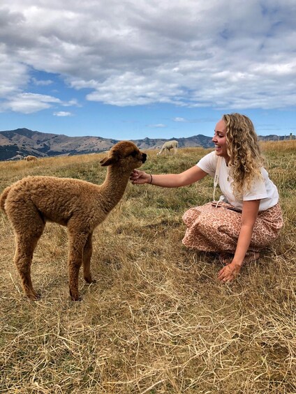 Picture 8 for Activity From Christchurch: Akaroa & Alpaca Farm Tour with Lunch 2