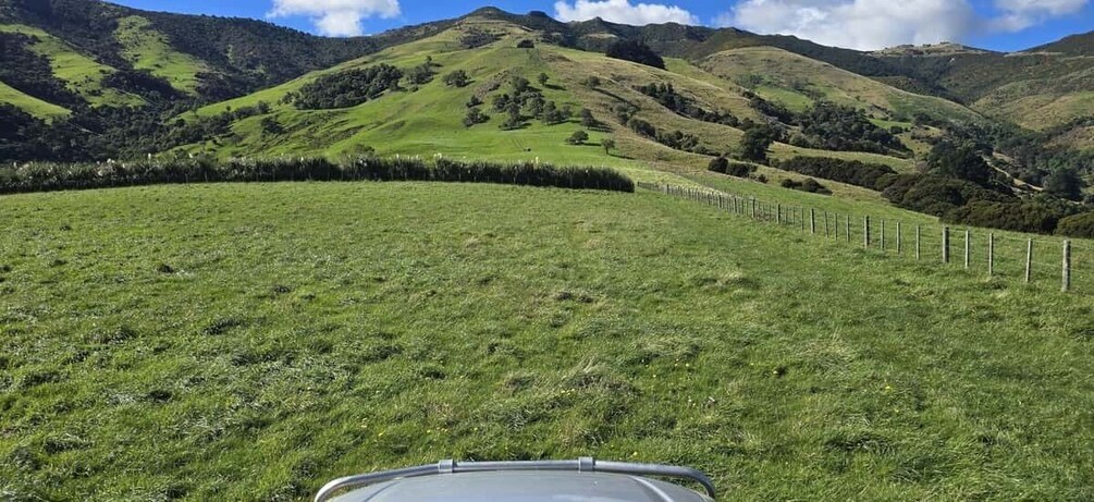 Picture 5 for Activity Christchurch: Akaroa & Alpaca Farm Tour with Lunch 3