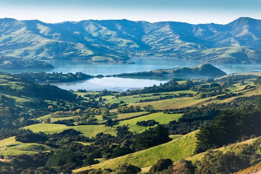Picture 3 for Activity Christchurch: Akaroa & Alpaca Farm Tour with Lunch 5