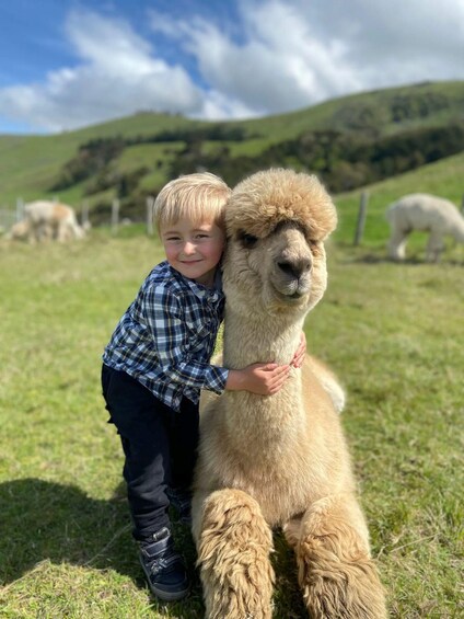 Picture 3 for Activity From Christchurch: Akaroa & Alpaca Farm Tour with Lunch 3