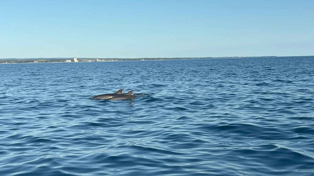 Picture 9 for Activity Umag: Private tour with speedboat, 2 hours of pure enjoyment 3