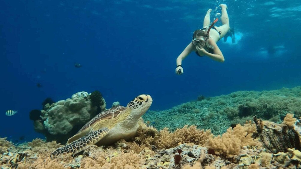 A diver swimming near a sea turtle and coral reef. 5