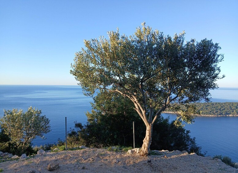 Dubrovnik: Early Nature Walk with a Historical Twist 1