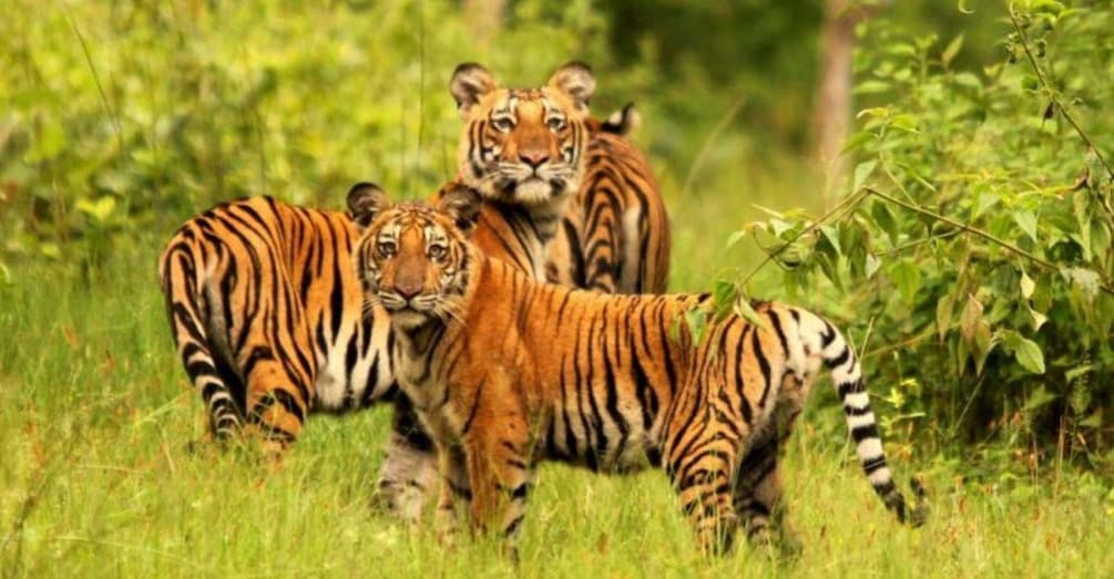 Two tigers in a grassy area with dense foliage. 2