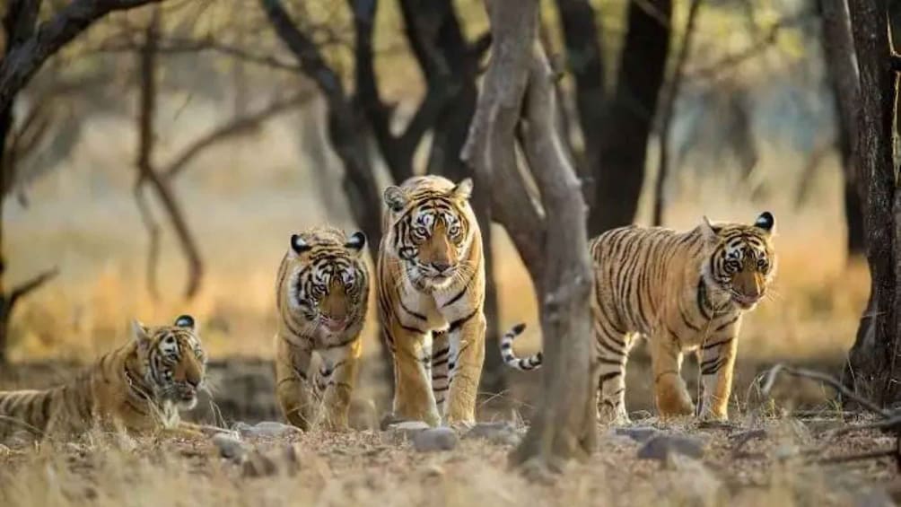Four tigers in a natural habitat with trees and dry grass. 1