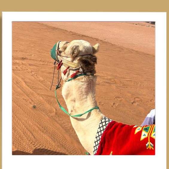 Picture 1 for Activity Riyadh : Sand Dune Desert Camel Ride + ATV ( Guide Bike ) 2