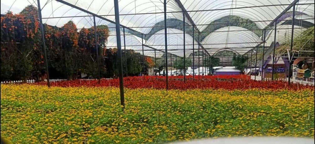 A greenhouse with yellow and red flowers, a white fence, and a red building in the background. 5
