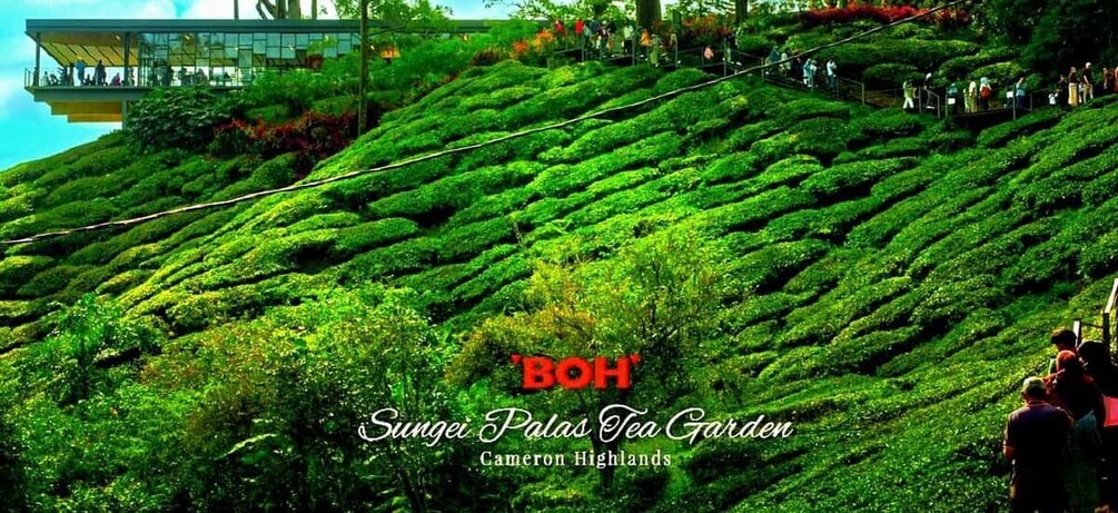A lush tea garden with terraced rows of tea plants. 4