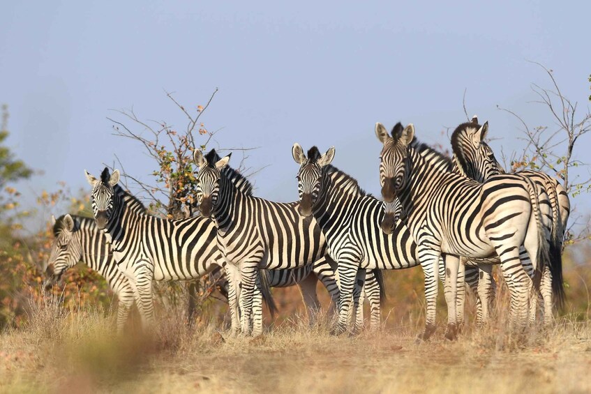 Picture 3 for Activity From Victoria Falls: Hwange Overnight Camping Safari 2