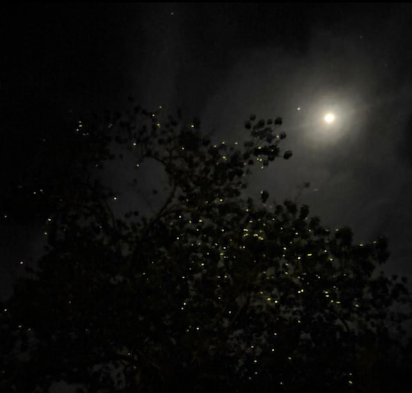 Picture 1 for Activity Panglao: Firefly Watching River Cruise with Transfers 3