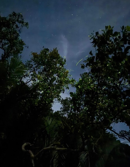 Picture 3 for Activity Panglao: Firefly Watching River Cruise with Transfers 2