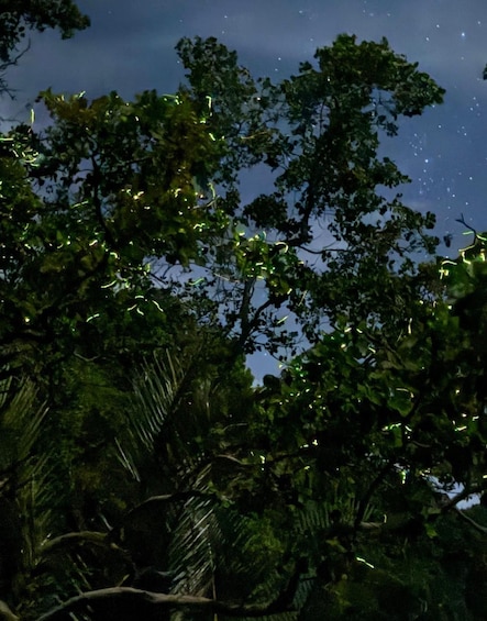 Panglao: Firefly Watching River Cruise with Transfers 1