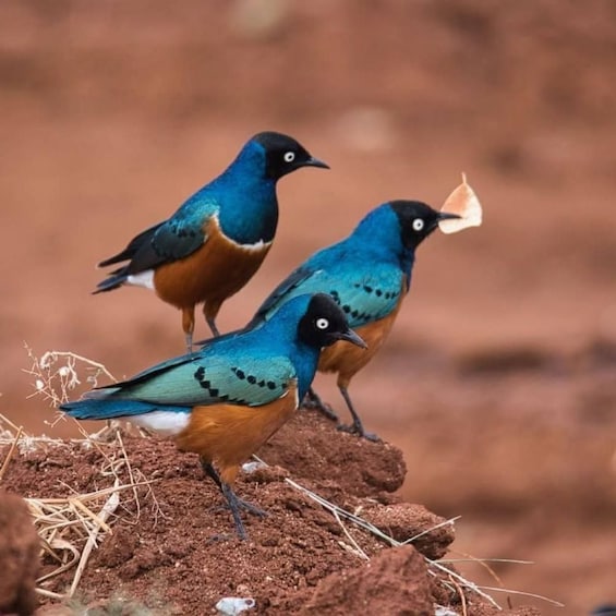 Two birds with blue and orange feathers standing on a mound of soil. 5