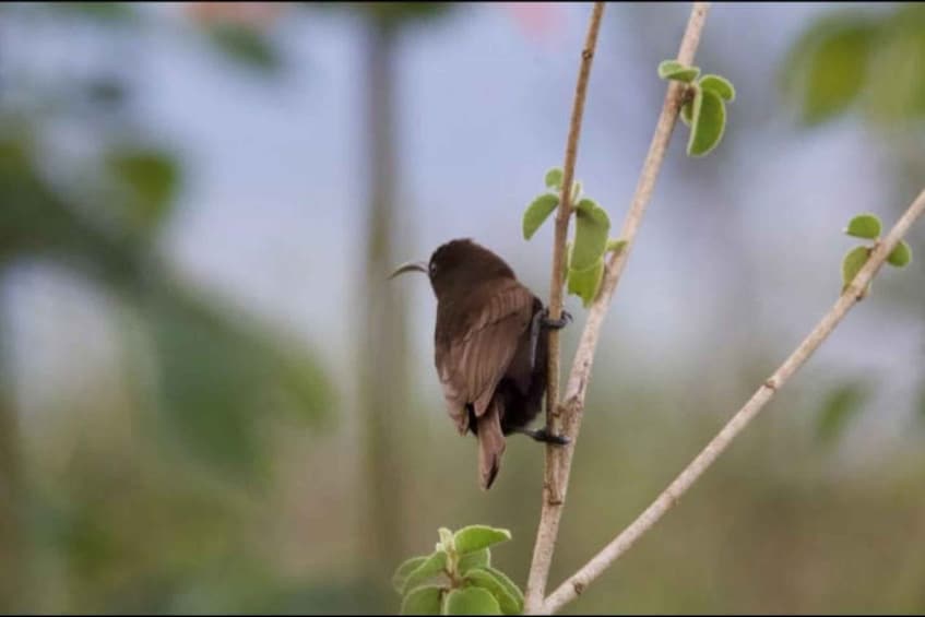 Picture 38 for Activity Malindi/Watamu: Half day adventure in Arabuko Sokoke Forest 4