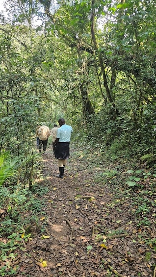 Picture 10 for Activity Malindi/Watamu: Half day adventure in Arabuko Sokoke Forest 3