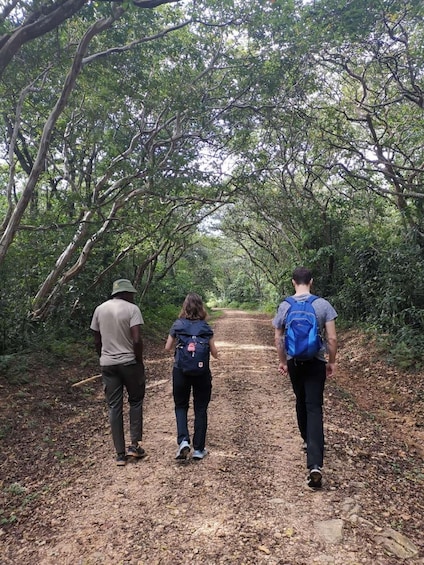 Malindi/Watamu: Half day adventure in Arabuko Sokoke Forest 1