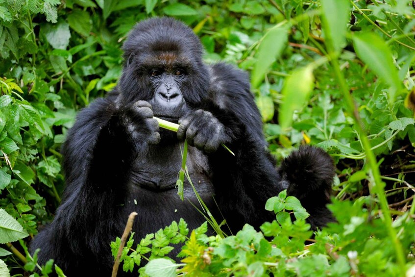 Picture 6 for Activity Rwanda Gorilla Trekking SAfaris 5