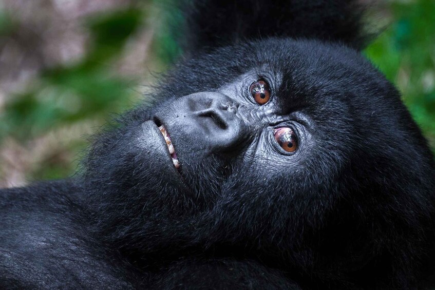 Picture 5 for Activity Rwanda Gorilla Trekking SAfaris 4
