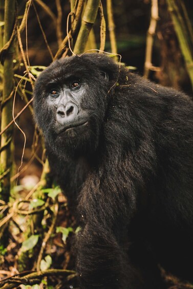 Rwanda Gorilla Trekking SAfaris 1