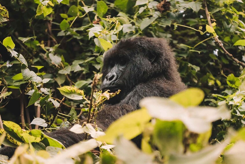 Picture 2 for Activity Rwanda Gorilla Trekking SAfaris 3