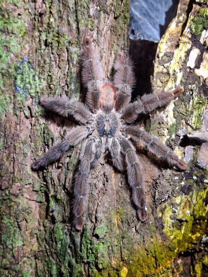 Eine große, behaarte Spinne auf einem Baumstamm. 4
