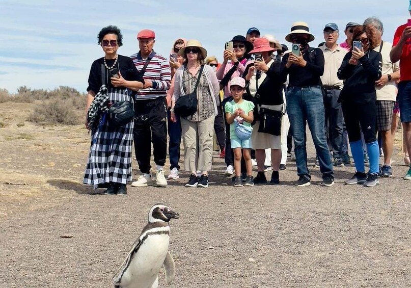 Punta Tombo Shore Tour All included Hassle-free small group 1