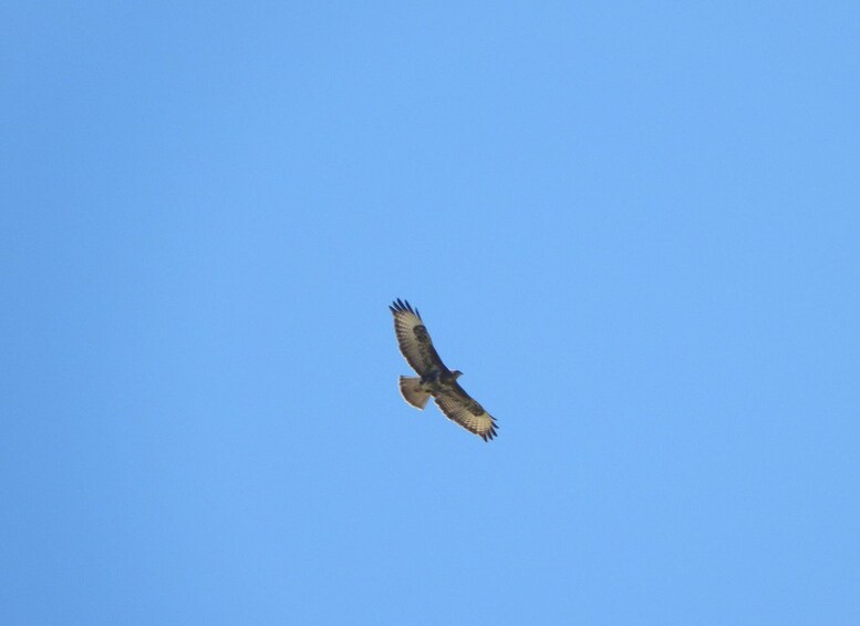 Een roofvogel in de vlucht voor een helderblauwe lucht. 3