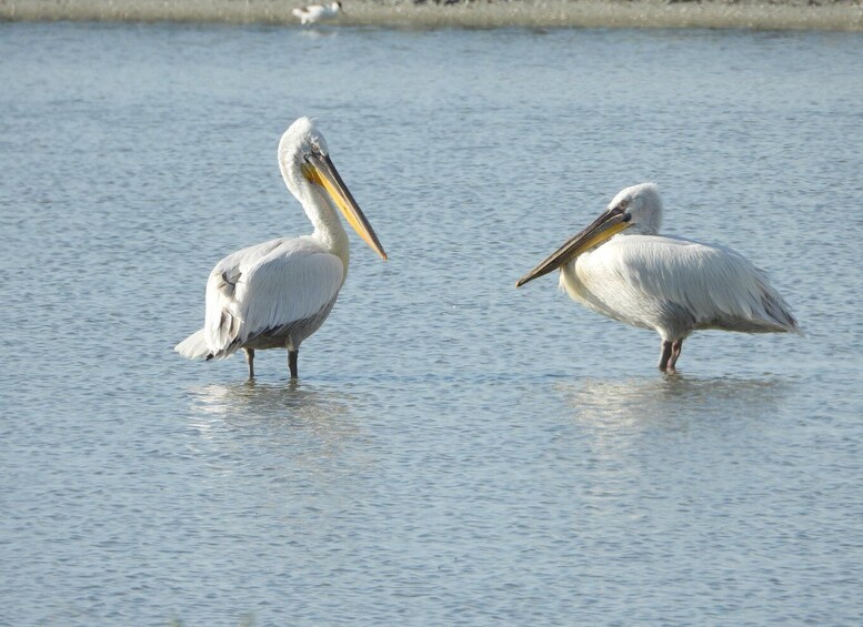 Twee pelikanen in ondiep water. 1
