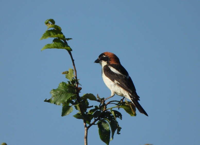 Een vogel zit op een tak met groene bladeren, met een helderblauwe lucht op de achtergrond. 5