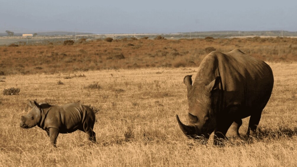 Picture 5 for Activity Pietermaritzburg: Tala Game Reserve Safari with Transfers 2
