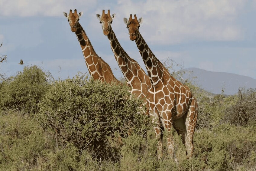 Three giraffes standing in a grassy area with bushes and mountains in the background. 4