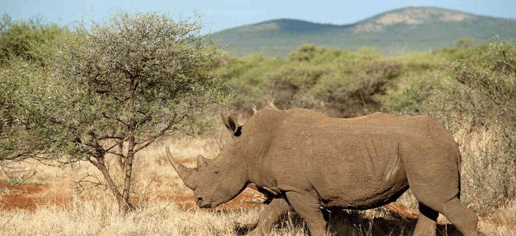 Pietermaritzburg: Tala Game Reserve Safari with Transfers 1