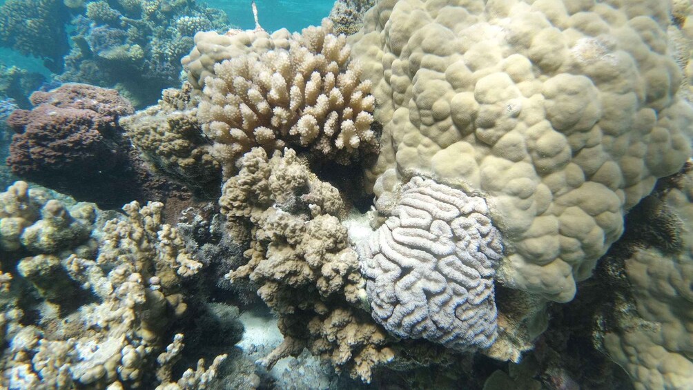 Picture 3 for Activity Bora Bora: Discover the Lagoon with Snorkeling and Swimming 5