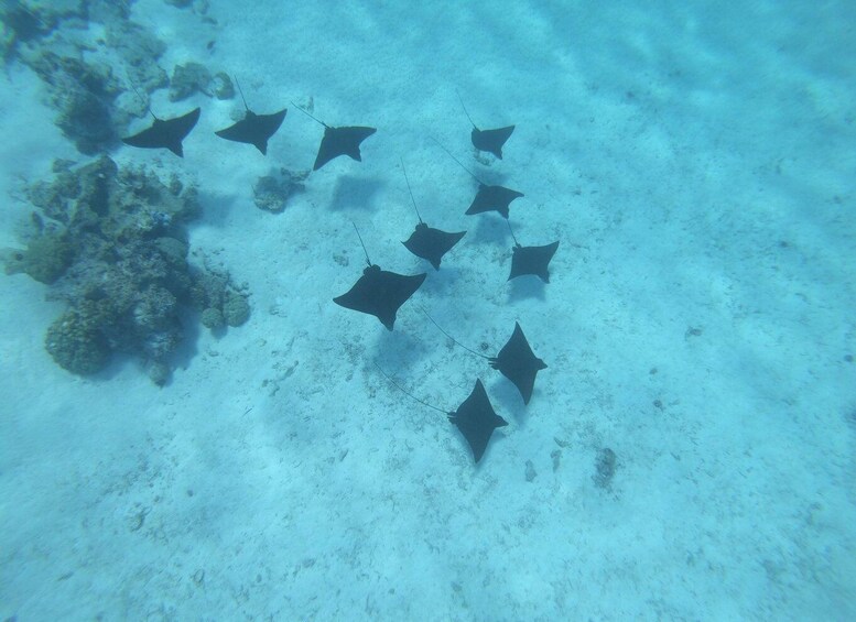 Picture 5 for Activity Bora Bora: Discover the Lagoon with Snorkeling and Swimming 4