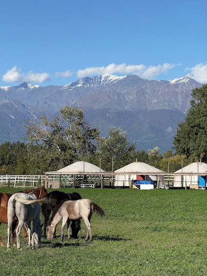 Picture 4 for Activity Gabala: Horseback Riding Experience in Nature 4