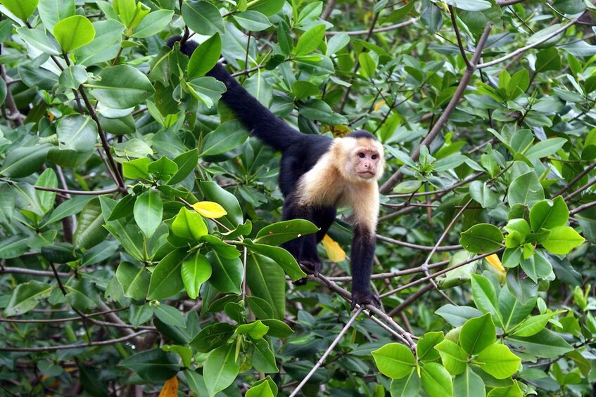 Picture 6 for Activity Manuel Antonio: Mangrove Safari by Hobie Pedal Kayak 3