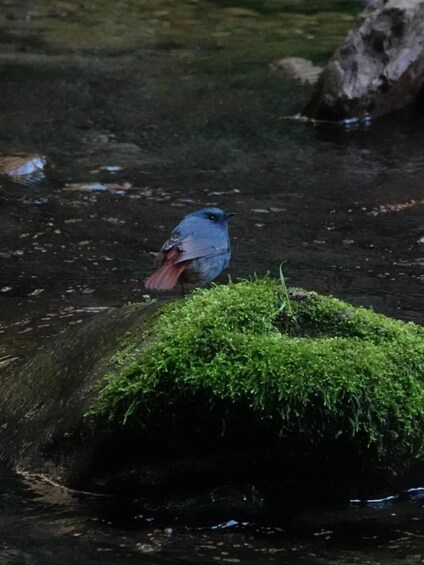Un uccello è appollaiato su una roccia ricoperta di muschio vicino a un ruscello. 5