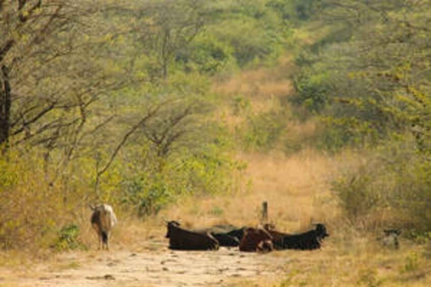 A dirt path with cattle grazing in a grassy area with sparse trees. 4
