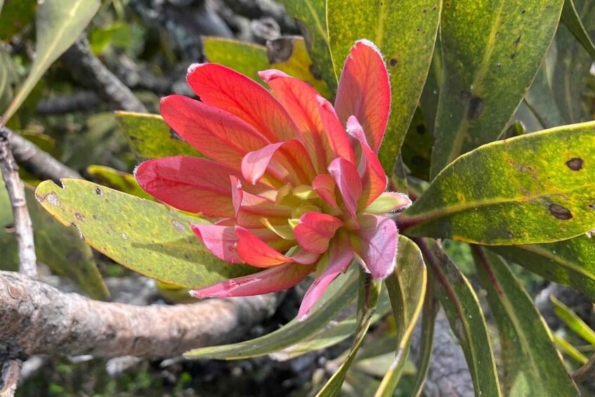 A red and pink flower with green leaves. 3