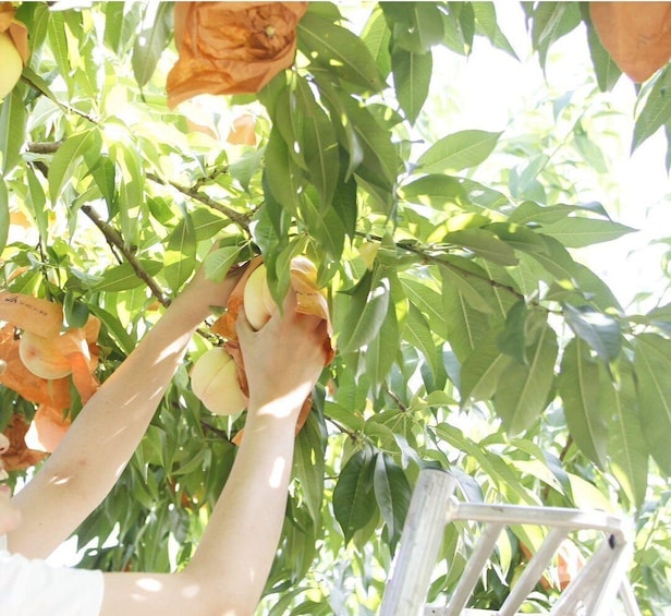 Picture 8 for Activity Tottori Sand Dunes, Conan Town & Okayama Peach Picking Tour 4