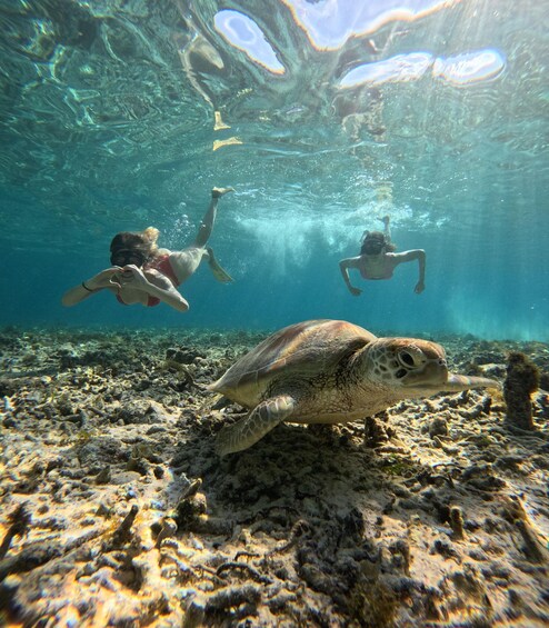 An underwater scene with a turtle and three divers swimming among coral reefs. 1