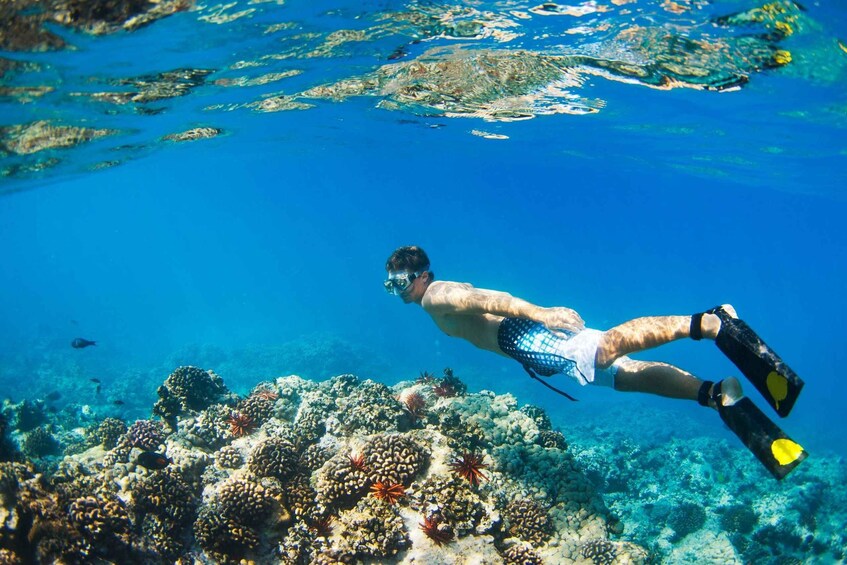 A person scuba diving near a coral reef. 4