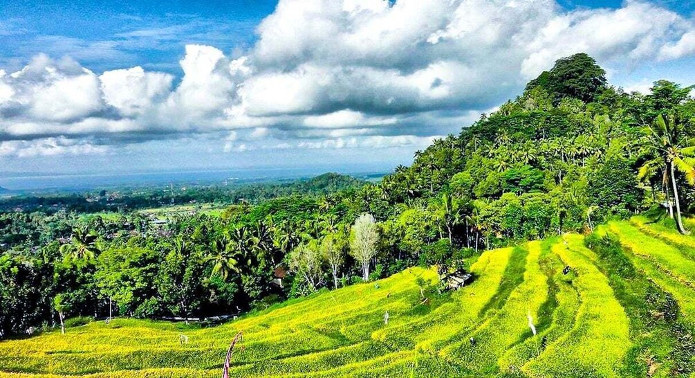 Picture 7 for Activity Bali: From Sacred Peaks to the Valley of Eternal Blooms 5