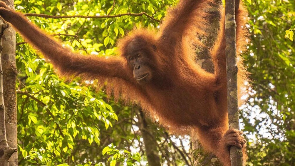 Medan: Bukit Lawang Orangutan Jungle Trek and Rafting 3