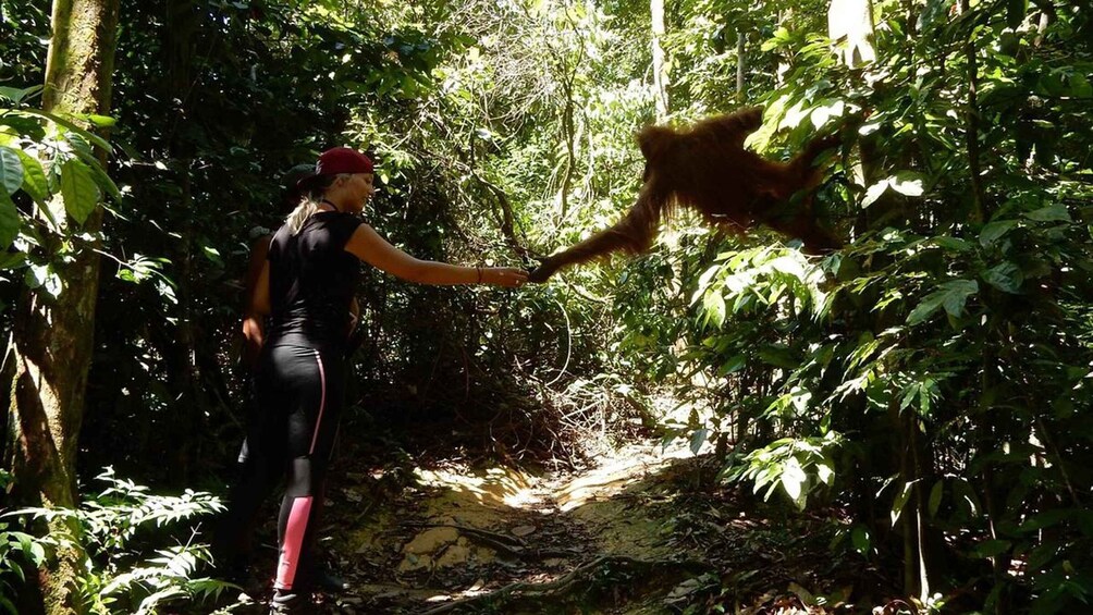 Picture 6 for Activity Medan: Bukit Lawang Orangutan Jungle Trek and Rafting 1