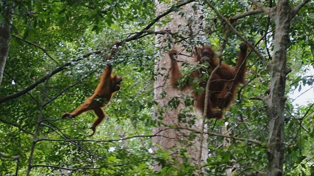 Picture 5 for Activity Medan: Bukit Lawang Orangutan Jungle Trek and Rafting 4
